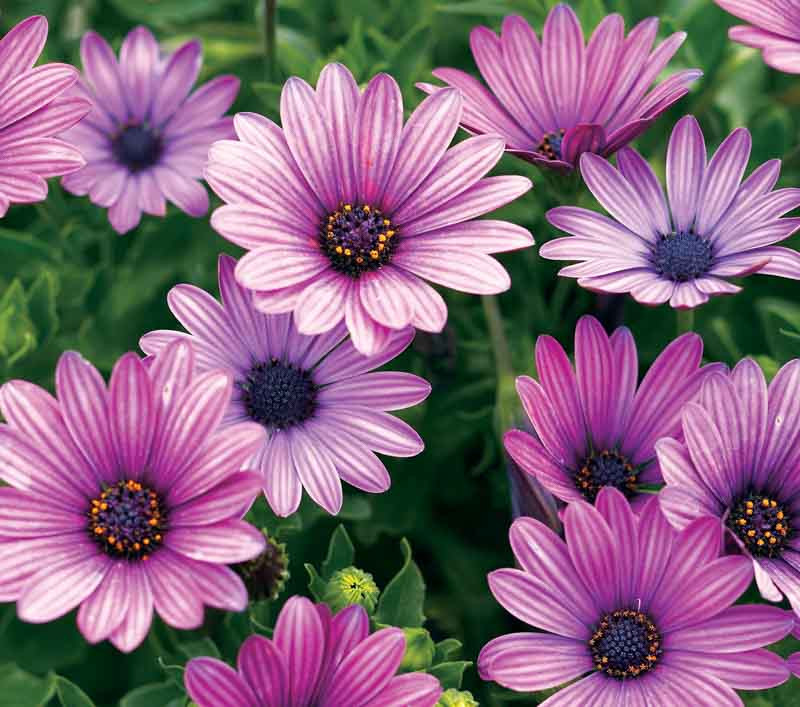 Osteospermum 'Soprano Purple' (African Daisy)